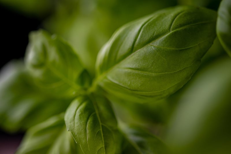 Fresh basil plant