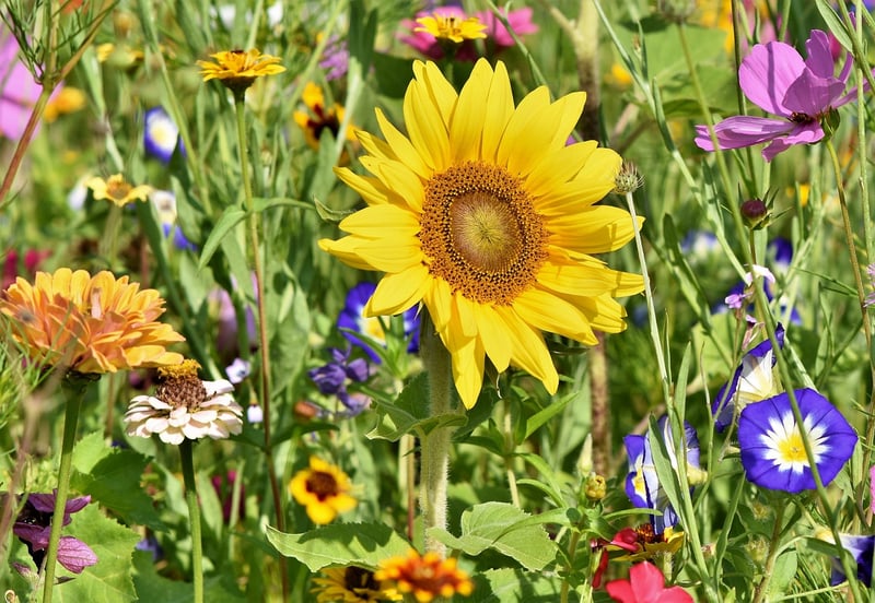 Local Gardening Club