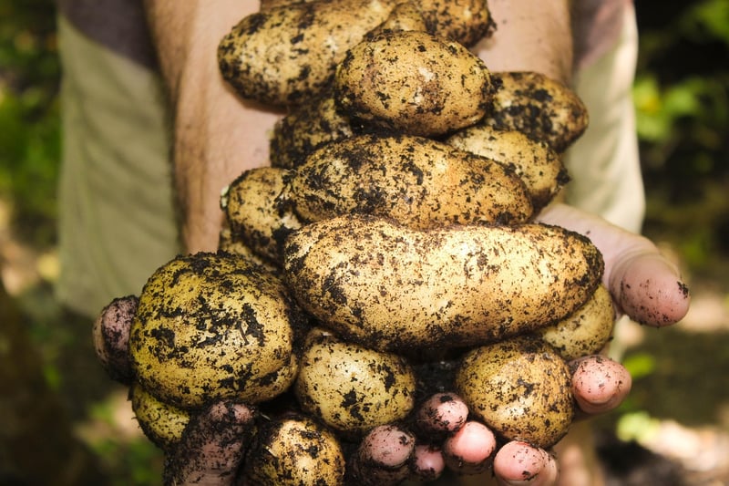 Online Gardening Community