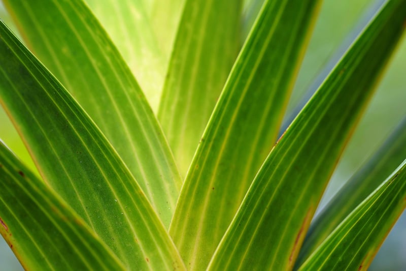 Low-light Plant