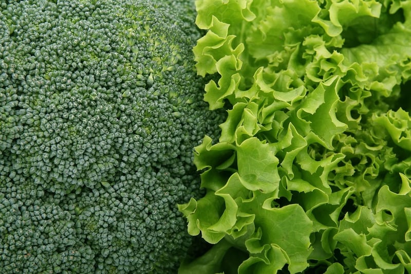 Lettuce plant