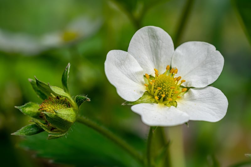 Strawberry plant