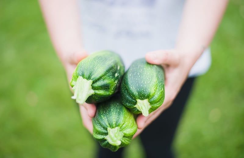 Zucchini plant